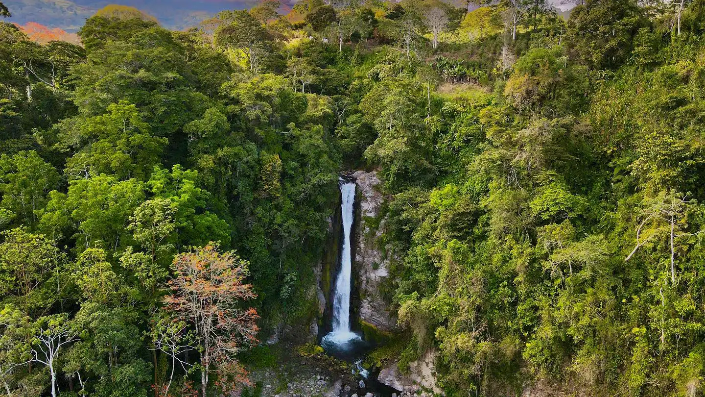A waterfall in the middle of a forest.