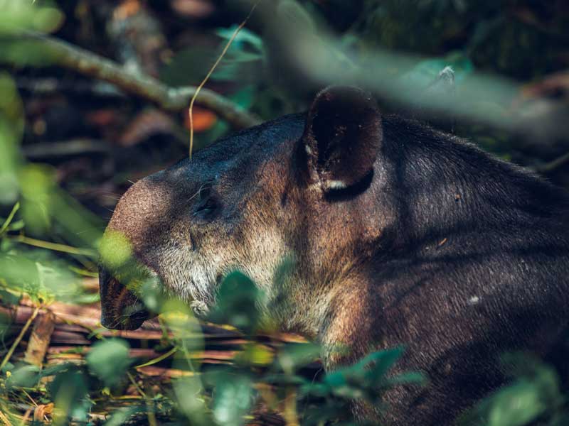 A close up of a small animal in the woods