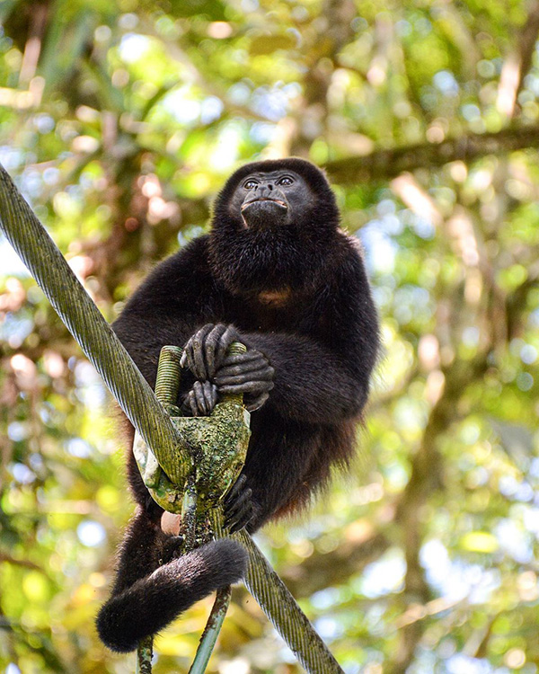 A monkey sitting on top of a tree branch.