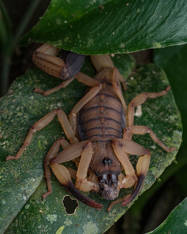 A scorpion bug crawling on a green leaf.