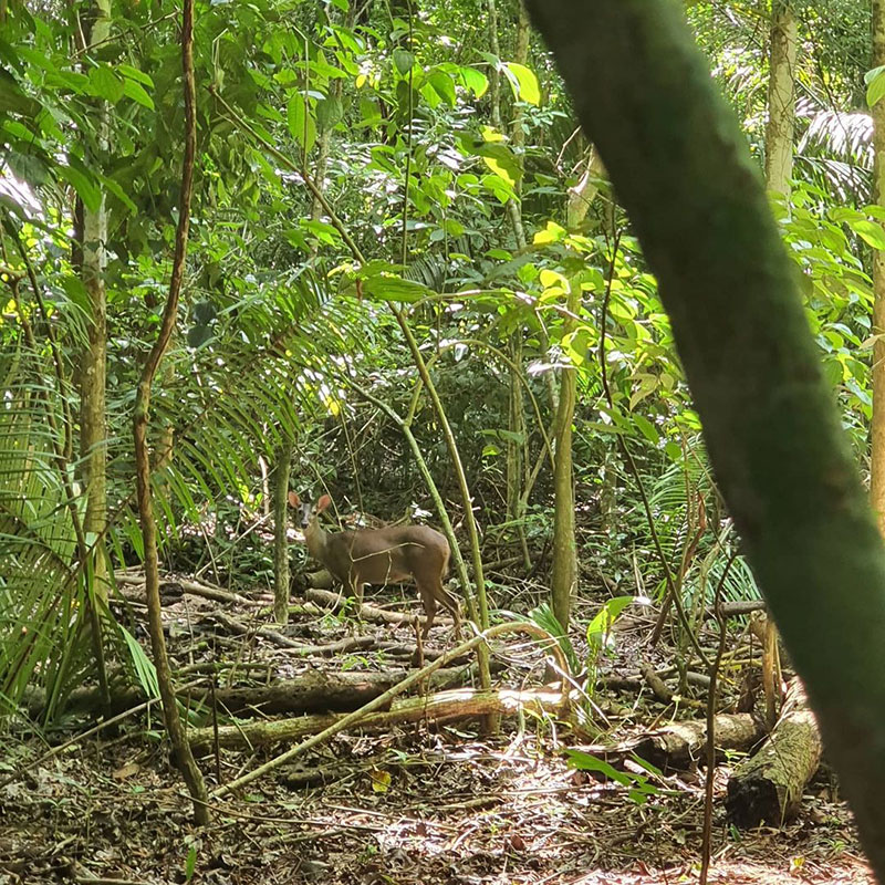 Cabo Blanco Absolute Natural Reserve