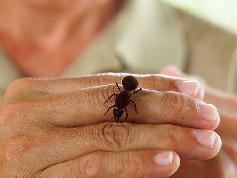 A close up of a person holding a small insect.