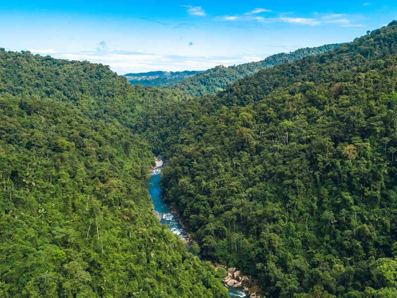 A river running through a lush green forest.