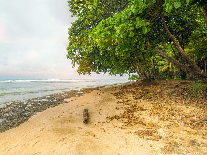 A sandy beach with trees and water in the background.