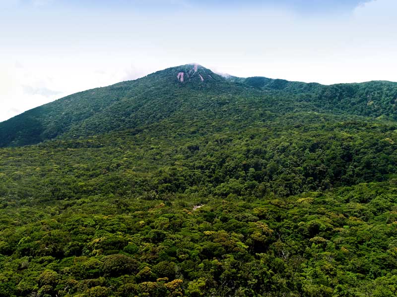 A large green mountain covered in lots of trees.