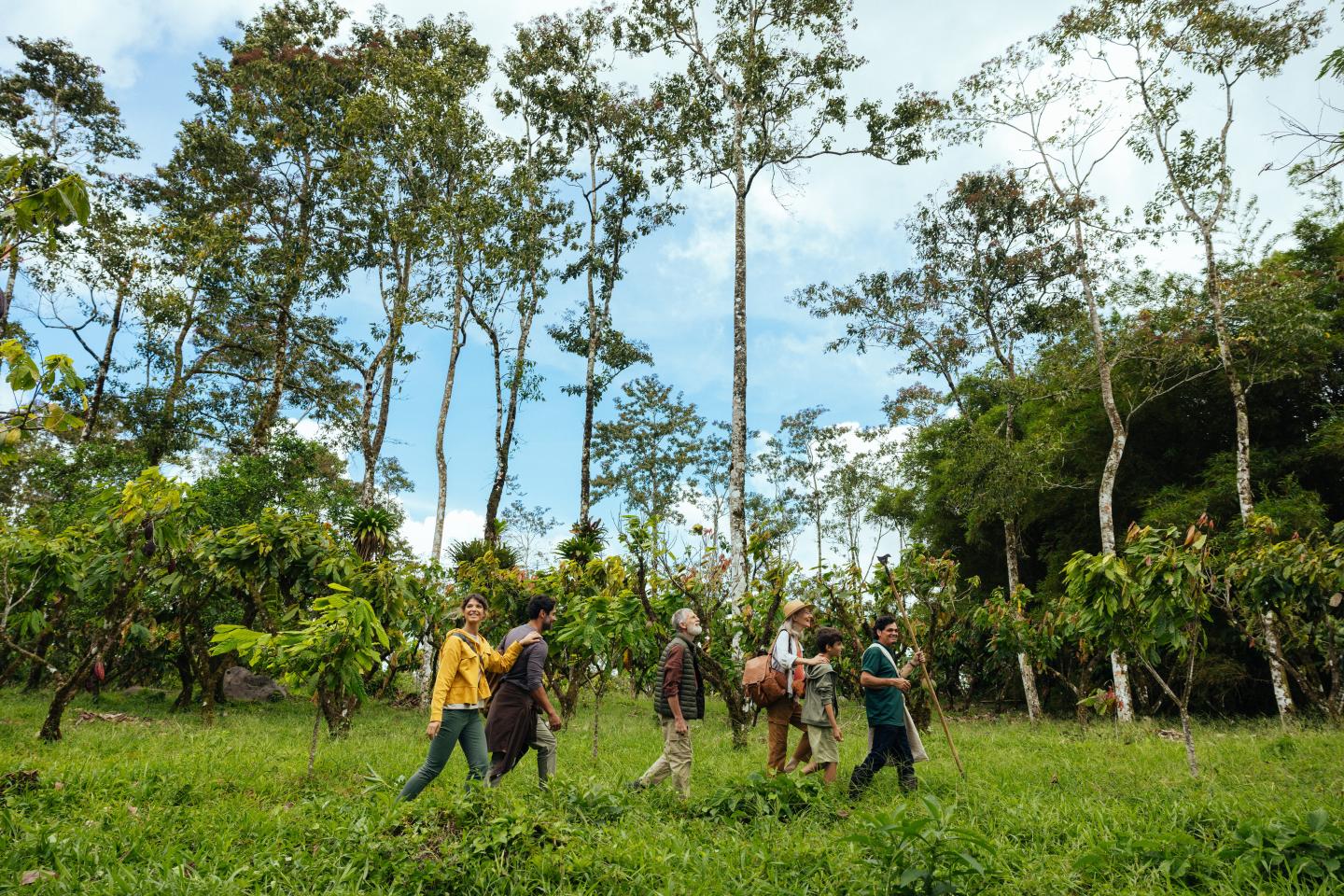 A group of people walking through a lush green forest